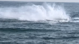 Buzos encuentran una ballena jorobada en costa del Reino Unido