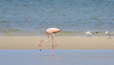 'My heart stopped for a beat': Another flamingo sighting at Cape Cod beach. See the photos