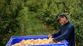 Inteligência artificial que conta flores ajuda a prever quantas frutas serão produzidas por uma árvore