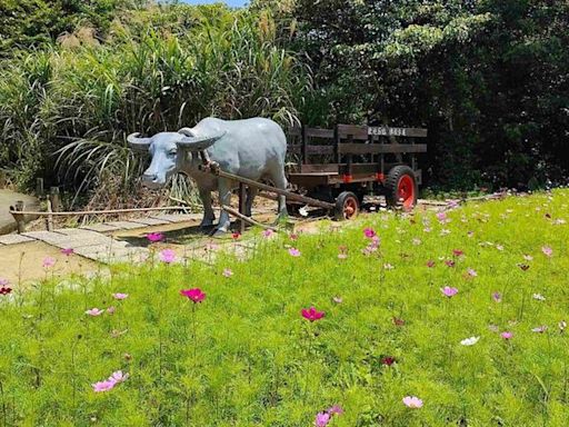 波斯花海現貓空 樟樹步道賞花健行一日遊