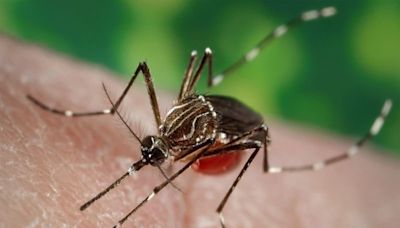 Los Angeles County investigating new locally acquired dengue fever cases