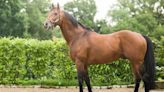 Irish Point's sire Joshua Tree to join Haras De Cercy roster in 2025