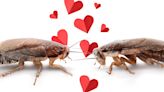 Name a roach after your partner or send your ex a scorpion: The most bizarre Valentine’s Day promotions on offer this year