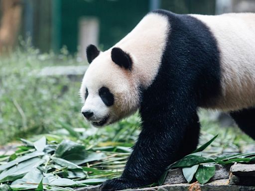 Panda pair arrive to VIP welcome in Hong Kong, as Beijing marks 75 years of communist China