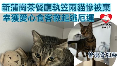 新蒲崗茶餐廳執笠兩貓慘被棄 幸獲愛心食客救起逃厄運 - 香港動物報 Hong Kong Animal Post