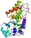 Horseradish peroxidase