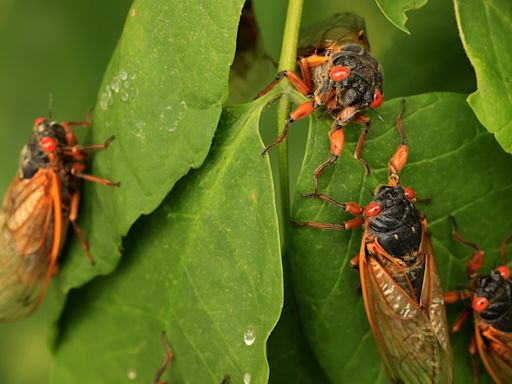 Cicadas 2024: This year's broods will make for rare event not seen in over 200 years