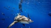Shark Deterrents: Do They Work?
