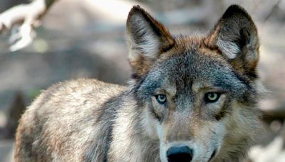 US House passes bill to remove gray wolves from endangered list in 48 states