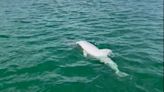Rare white dolphin spotted swimming near Clearwater Causeway