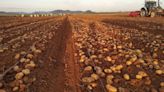 La cosecha de la patata empieza con optimismo en el campo de Cartagena, la primera de la campaña nacional