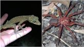 From ‘little dragon’ to ‘giant’ spider, these creatures expand life as we know it