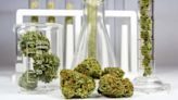 The 7 Most Undervalued Cannabis Stocks to Buy in December