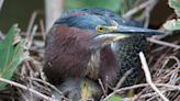 How'd he do it? Wildlife photographer shares insights on 5 stunning wading bird images