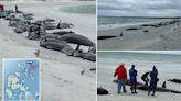 Unravelling the mystery of the 77 beached whales in Orkney