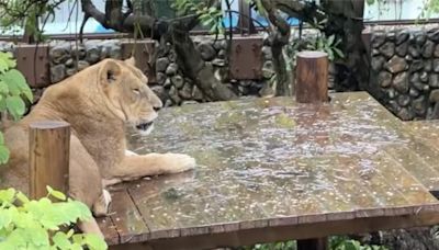 影》被老婆趕出去？ 非洲獅可憐「雨中罰站」 動物園揭真相 - 生活