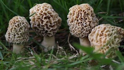 Michigan morel mushroom hunters should beware ‘false’ look-alikes