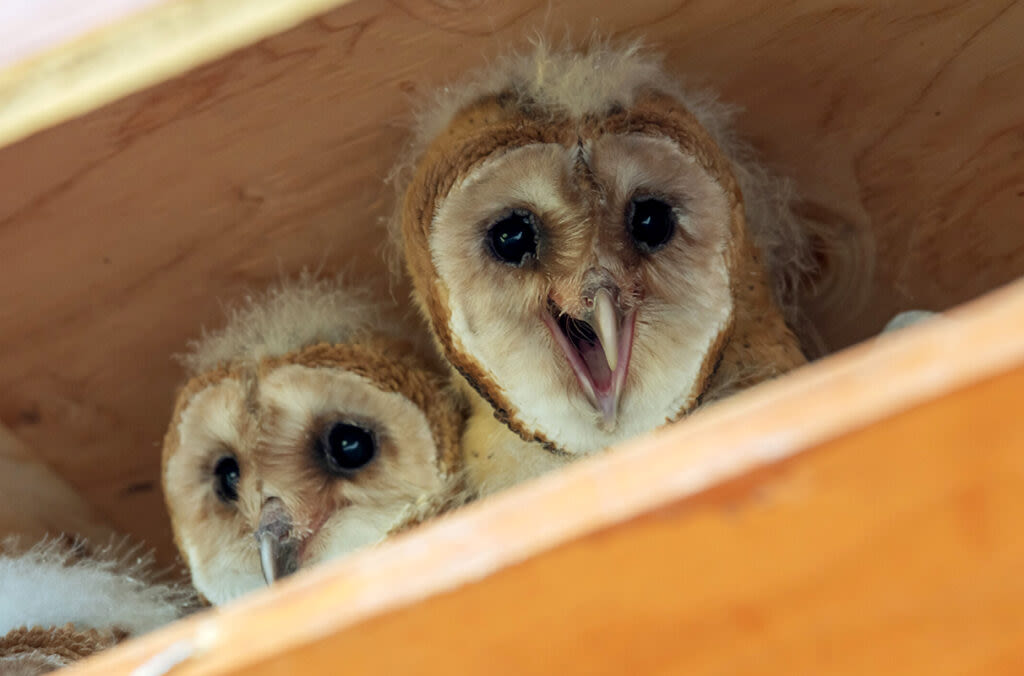 Orphaned baby barn owls find new home at Washington State University