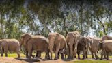 San Diego Zoo Safari Park anuncia Elephant Valley