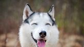 Huskies’ Excitement Over Mom’s Homemade Ball Pit Obstacle Course Is Too Cute