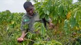 Climate-resistant coffee trees could save Mozambique rainforest