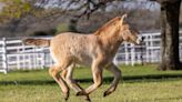 This small horse has a big purpose. See the adorable cloned foal frolic in his paddock