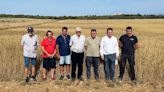 La producción de cereales y forrajes en Mallorca baja un 60%, con pérdidas de 12,5 millones, según estimaciones de Asaja