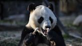 養不起貓熊 芬蘭動物園擬歸還中國