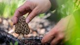 Tips for morel mushroom hunting in 2024