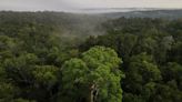 In Brazil, drones take flight in Rio in high-tech reforestation push