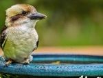 Are You Putting Your Bird Bath in the Wrong Place?