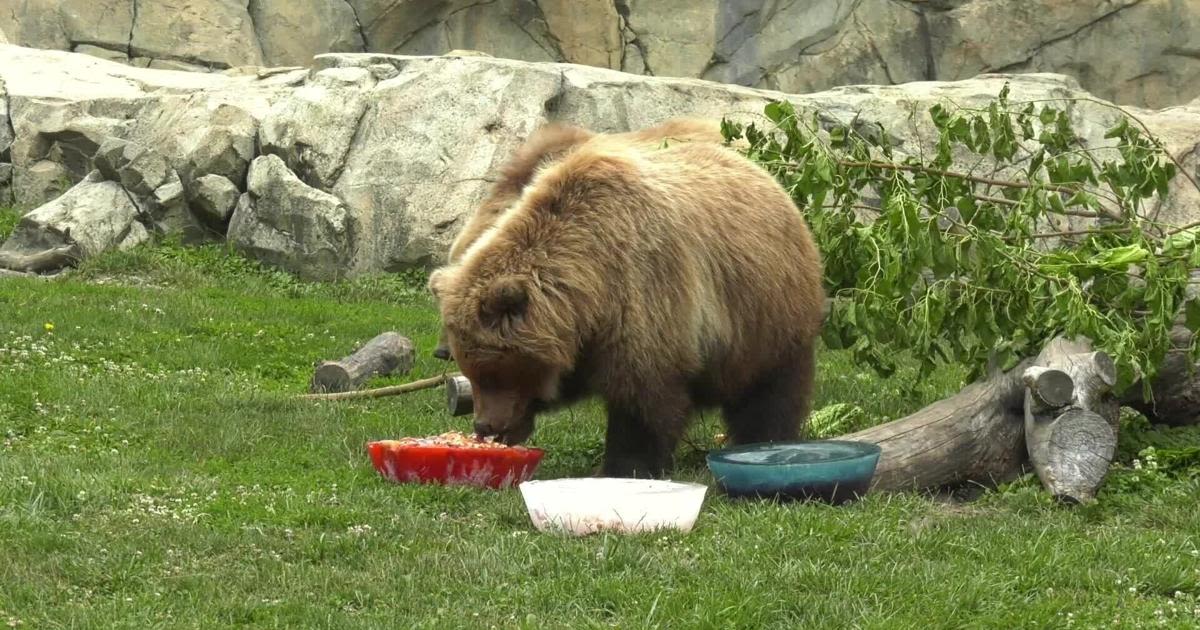 RAW VIDEO: Orphaned Alaskan Bears Celebrate 4th July Holiday At Chicago's Brookfield Zoo