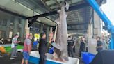台東捕獲「大海怪」 4公尺「巨鯊」竟是活化石！