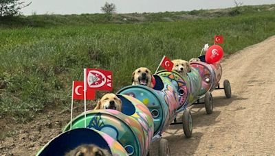 土耳其安卡拉「汪汪列車」：一個專為殘疾狗狗設計幸福之旅 | 網絡熱話 | 新Monday