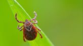 Tick season is here: How to protect yourself from bites, Lyme disease