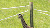 It's a girl! The Wilds conservation center in Cumberland welcomes new baby Masai giraffe