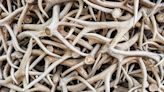 If You Find Deer or Elk Antlers on the Ground, Leave Them There, Say Some States