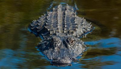 FWC: Man injured after being bitten by alligator in Seminole County lake