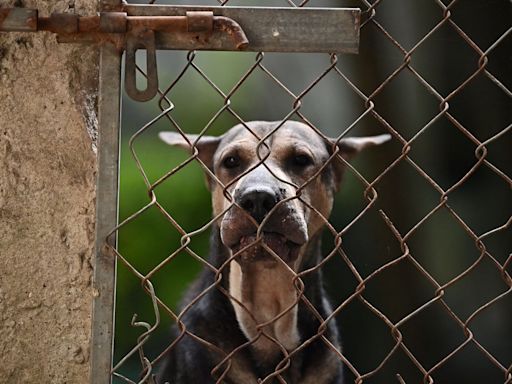 Bali cracks down on dog meat after investigation shows tourists being duped into eating skewers