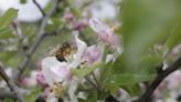 Visitor honeybees guarantee apple crop at Hilltop Orchards after few native pollinators show up