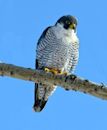 Peregrine falcon