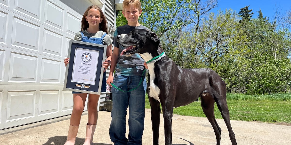 World’s tallest male dog dies shortly after securing record