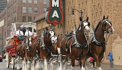 Budweiser Clydesdales trotting into downtown Muskegon