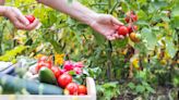 Try Monty Don's three tricks for a bigger tomato harvest