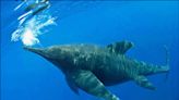 Encuentran en un glaciar de Chile a "Fiona", el primer ictiosaurio completo