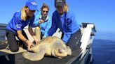Two endangered animals rehabilitated at SeaWorld San Diego return to wild