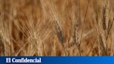 Las últimas lluvias permitirán a España liderar las exportaciones de trigo duro en Europa este año