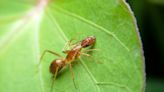 These invasive ants have bizarre genomes that defy biology