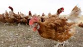 Sacrificaron 15.000 gallinas ponedoras por un caso de gripe aviar