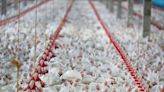Newcastle: setor avícola do RS pede ações restritivas só no raio de 10 km do foco Por Estadão Conteúdo